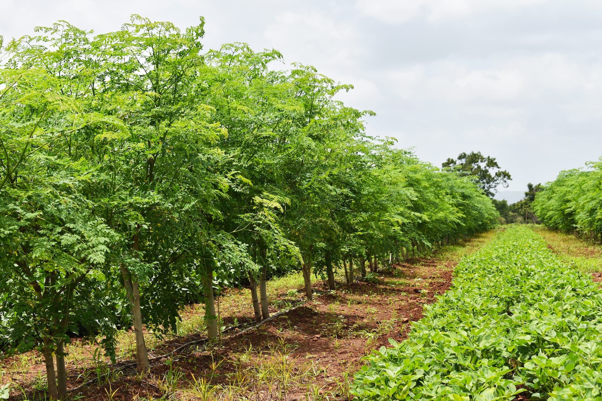 About plantation moringa